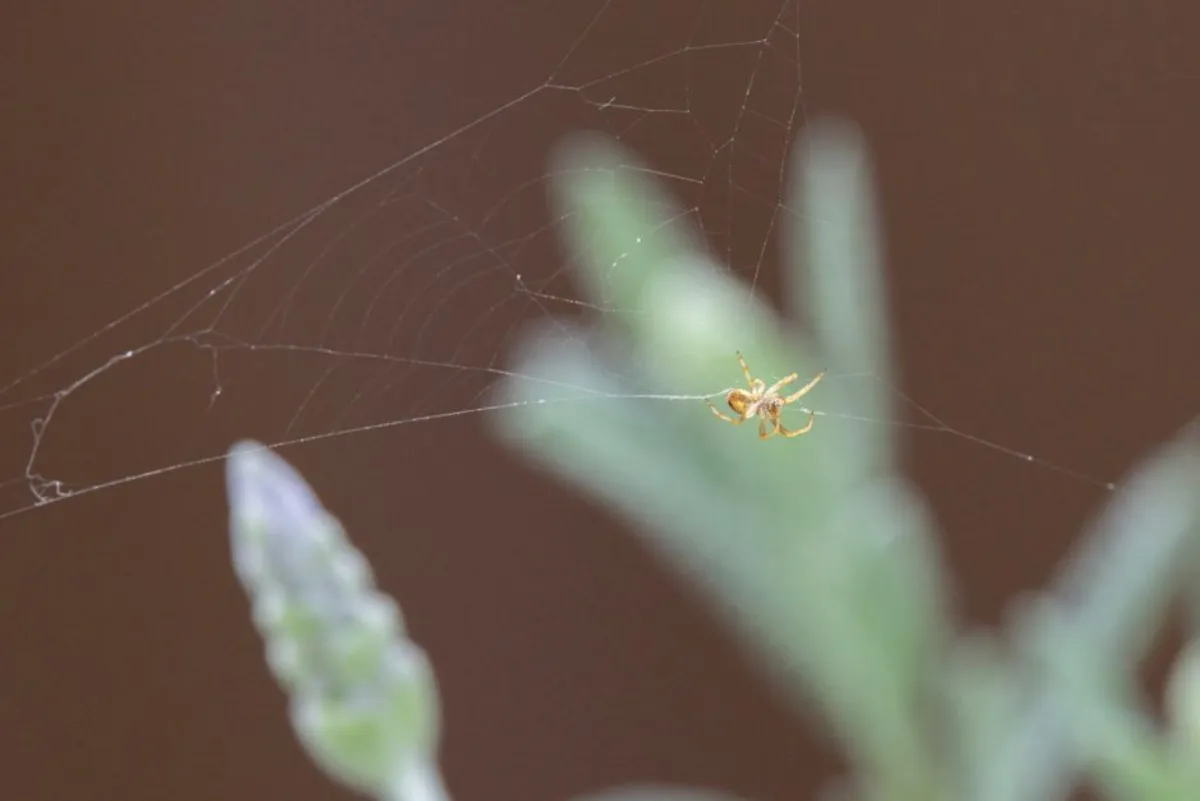web comparison